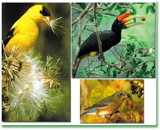 http://www.harunyahya.com/image/seed_miracle/birds_fruits_plants.jpg